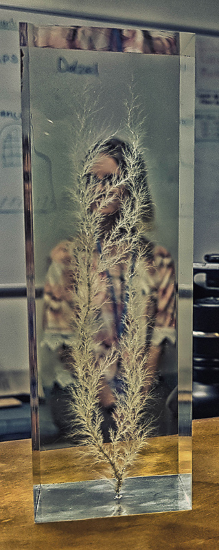 030 TP the registrar-tree