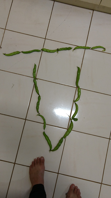 032 P Broad bean geometry